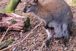 Prvňáci navštívili Farmapark U Toma